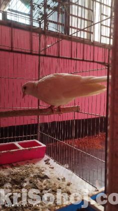 অস্ট্রেলিয়ান সাদা ঘুঘু